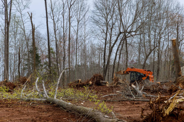 Best Utility Line Clearance  in , WA